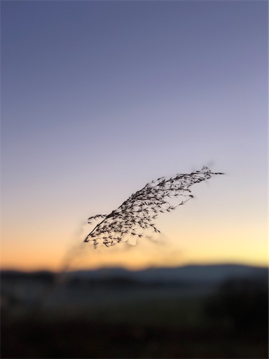 f:id:hazakura60:20211106191914j:image