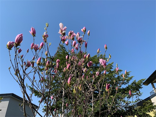 f:id:hazakura60:20220511164653j:image