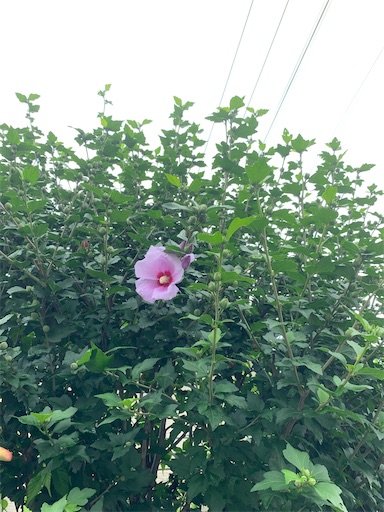 f:id:hazakura60:20220720174524j:image