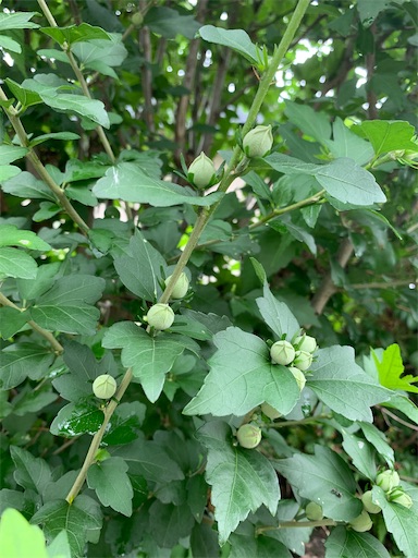 f:id:hazakura60:20220720180056j:image