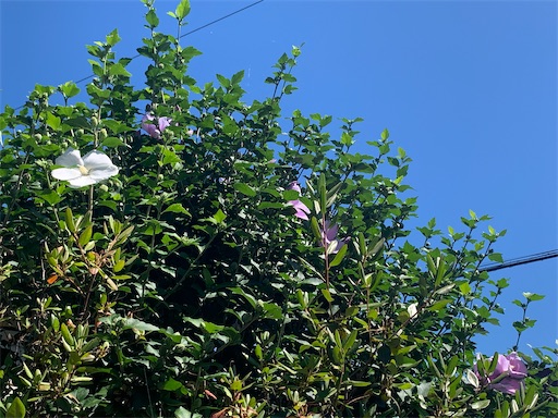 f:id:hazakura60:20220724203237j:image