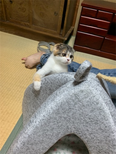 f:id:hazakura60:20220904161129j:image