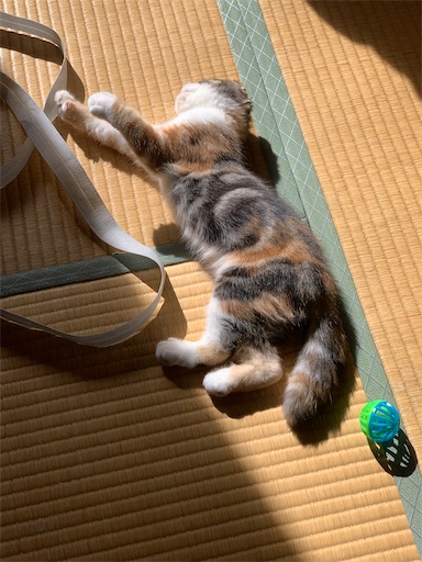 f:id:hazakura60:20220906191248j:image