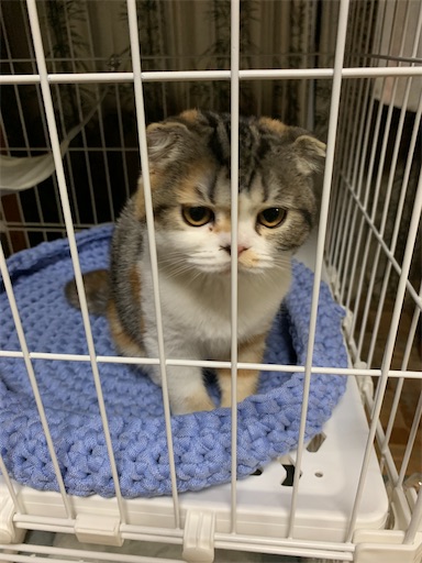 f:id:hazakura60:20220928184730j:image