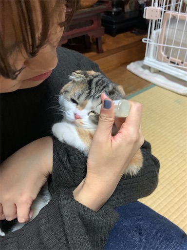 f:id:hazakura60:20221020183631j:image