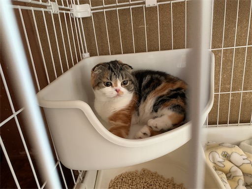 f:id:hazakura60:20221211170048j:image