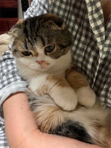 f:id:hazakura60:20230103143557j:image