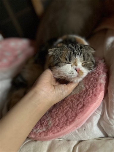 f:id:hazakura60:20230207191303j:image