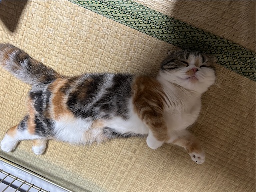 f:id:hazakura60:20230330201927j:image