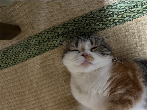 f:id:hazakura60:20230330201931j:image