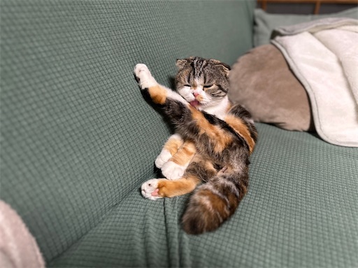 f:id:hazakura60:20230407210609j:image