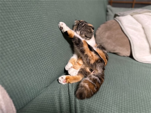 f:id:hazakura60:20230407210614j:image