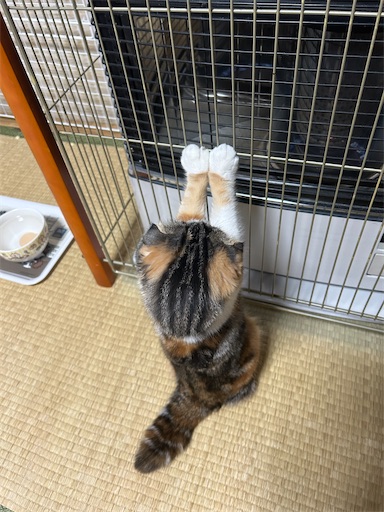 f:id:hazakura60:20230417214611j:image