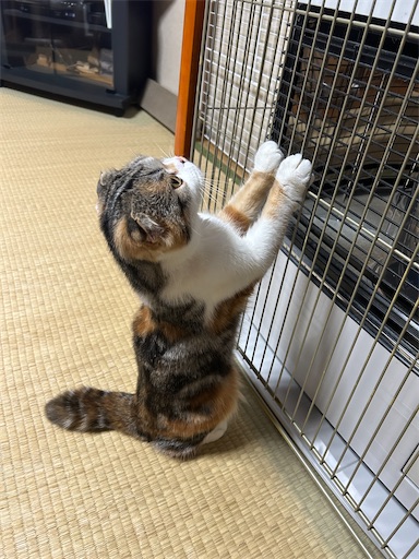 f:id:hazakura60:20230417214639j:image