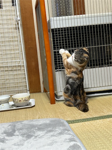 f:id:hazakura60:20230417214704j:image