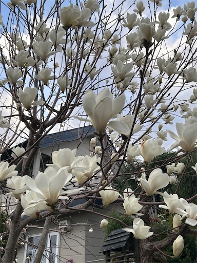 f:id:hazakura60:20230430182750j:image