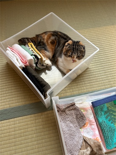 f:id:hazakura60:20230501230633j:image