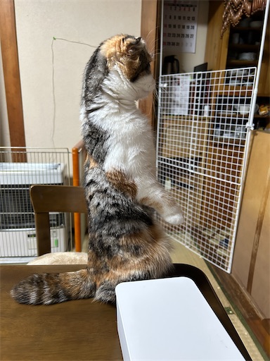 f:id:hazakura60:20230525214638j:image