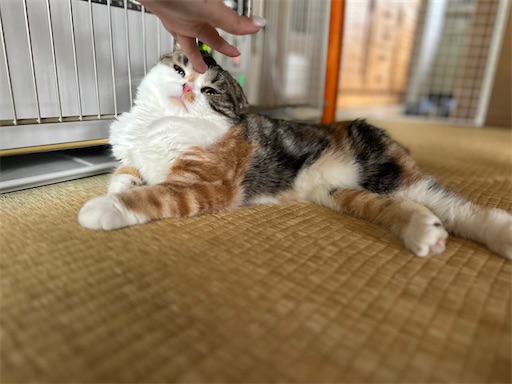 f:id:hazakura60:20230530212401j:image