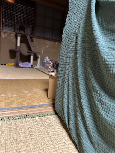 f:id:hazakura60:20230606230328j:image