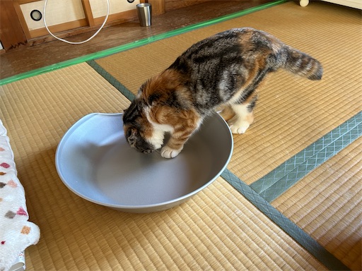 f:id:hazakura60:20230612214609j:image