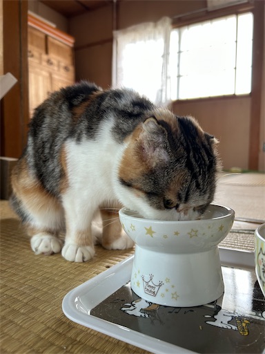 f:id:hazakura60:20230614230932j:image