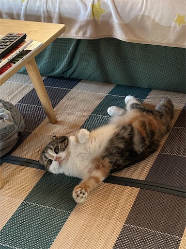 f:id:hazakura60:20230709185739j:image