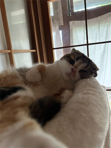 f:id:hazakura60:20230712191133j:image