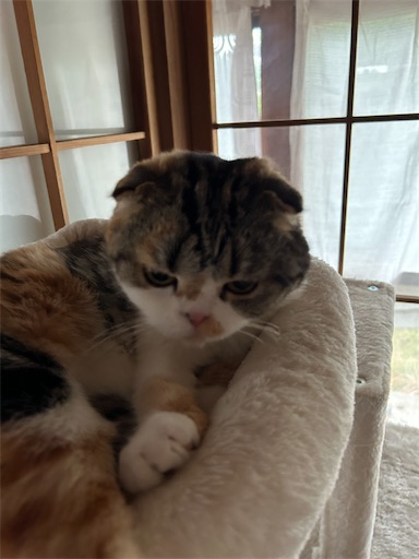 f:id:hazakura60:20230712191136j:image