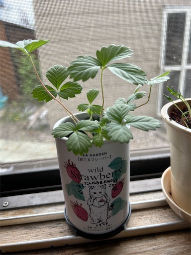 f:id:hazakura60:20230713201126j:image