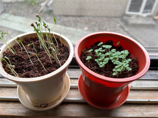 f:id:hazakura60:20230713202127j:image