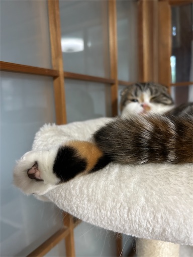 f:id:hazakura60:20230713204846j:image