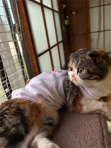 f:id:hazakura60:20230813191202j:image
