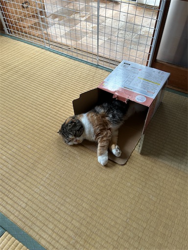 f:id:hazakura60:20230911172050j:image