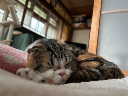 f:id:hazakura60:20230930185840j:image