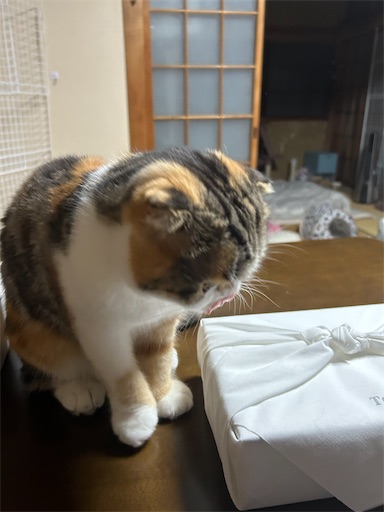 f:id:hazakura60:20231009203750j:image f:id:hazakura60:20231009203750j:image