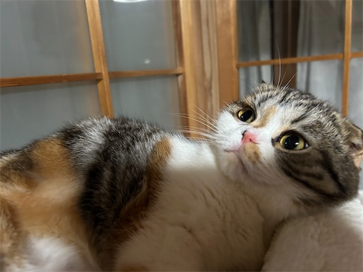 f:id:hazakura60:20231027211506j:image