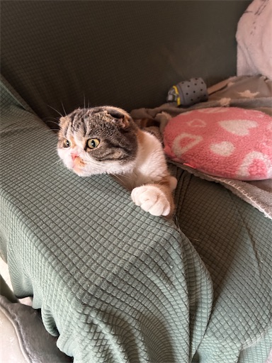 f:id:hazakura60:20231120190807j:image