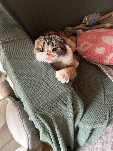 f:id:hazakura60:20231120190846j:image