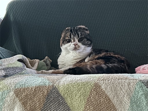 f:id:hazakura60:20240119212836j:image