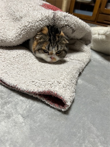 f:id:hazakura60:20240127232051j:image