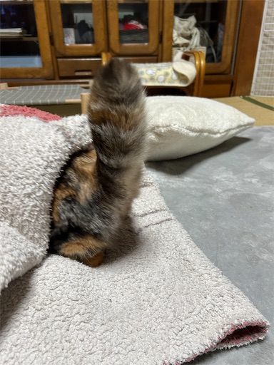 f:id:hazakura60:20240127232254j:image