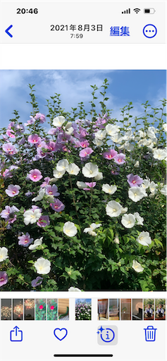 f:id:hazakura60:20240523205250p:image