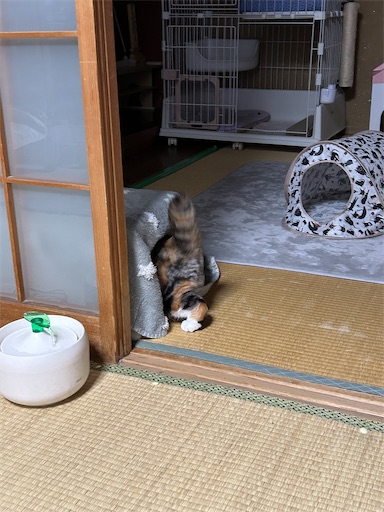 f:id:hazakura60:20240527210601j:image