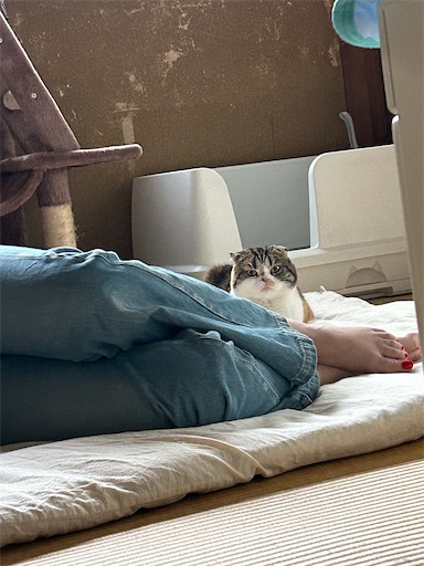 f:id:hazakura60:20240613180620j:image