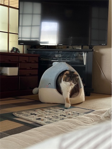 f:id:hazakura60:20240616223538j:image