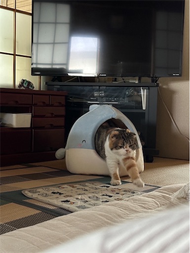 f:id:hazakura60:20240616223541j:image