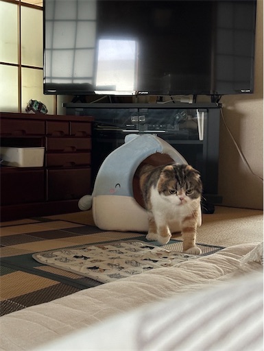 f:id:hazakura60:20240616223544j:image