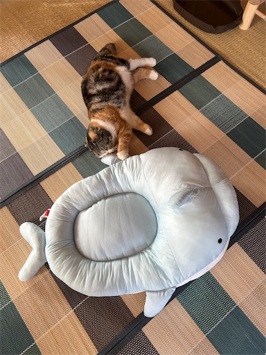 f:id:hazakura60:20240629184623j:image