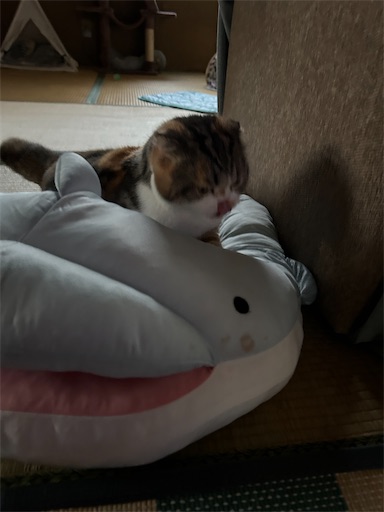 f:id:hazakura60:20240629190130j:image